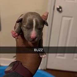 Photo of Buzz