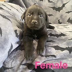 Photo of Black female lab puppy Logan WV