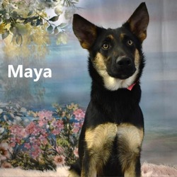 Thumbnail photo of Maya #2