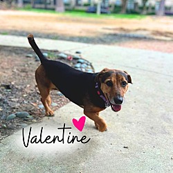 Photo of Valentine