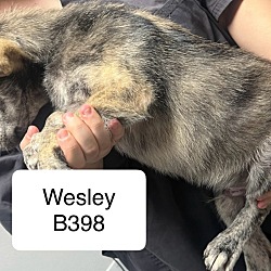 Thumbnail photo of Wesley B398 #2