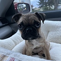 adopt-pet
