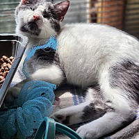 adopt a pet