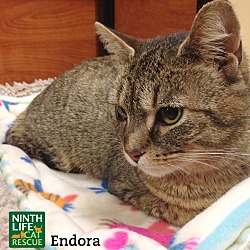 Thumbnail photo of Endora #4