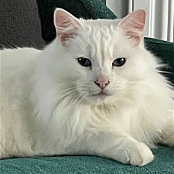 Photo of Denali - Offered by Owner - Young Female