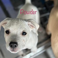 Thumbnail photo of Powder #1
