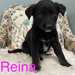 Photo of Reina