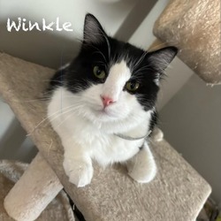 Thumbnail photo of Winkle #1