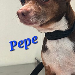 Photo of PEPE