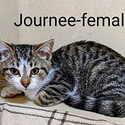 Thumbnail photo of Journee #2