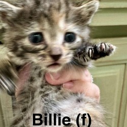 Thumbnail photo of Billie #2