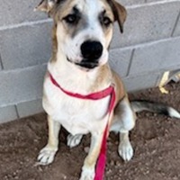 adopt-pet