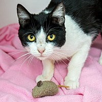 adopt a pet