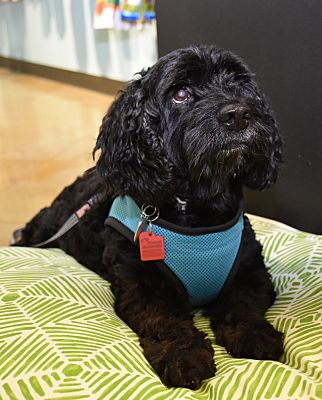 Austin Tx Cockapoo Meet Puffy A Pet For Adoption