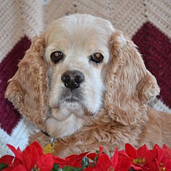 Thumbnail photo of Cooper 8yr Adopted #2