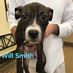 Thumbnail photo of WIll SMith #1