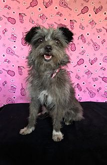 Adopt A Pet Petsmart Charities