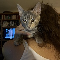 adopt a pet
