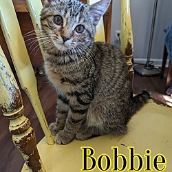 Thumbnail photo of Bobbie - $55 Adoption Fee Special #2