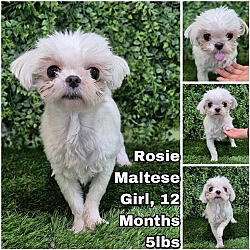 Photo of Rosie from Korea