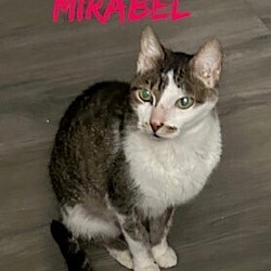 Thumbnail photo of Mirabel #2