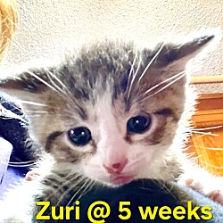 Photo of Zuri (Camp Kikiwaka litter kitten #6)
