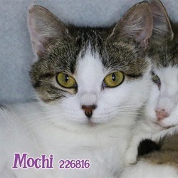 Photo of MOCHI