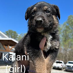 Thumbnail photo of Kalani #4