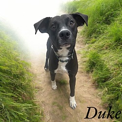 Photo of Duke