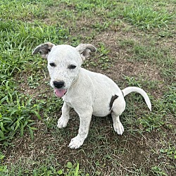 Thumbnail photo of Calhoun litter #2