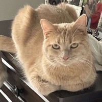 adopt-pet