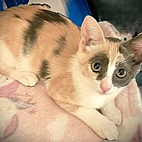 adopt a pet