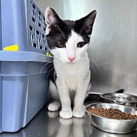 adopt a pet