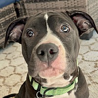 adopt a pet