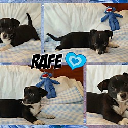 Thumbnail photo of Rafe #1