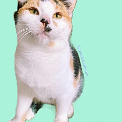 Thumbnail photo of Lap Cat Jasmine #3
