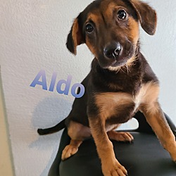 Thumbnail photo of Aldo #1