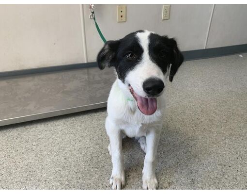 Visalia, CA - Border Collie. Meet *MELODY a Pet for Adoption ...