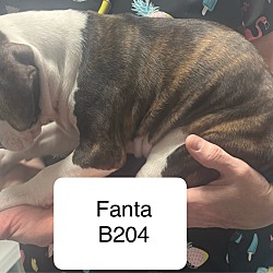 Thumbnail photo of Fanta B204 #2