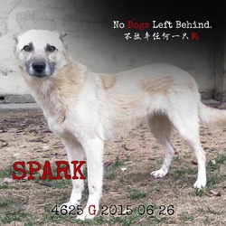 Photo of Spark 4625
