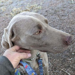 Thumbnail photo of Ruger (Courtesy Listing) #4