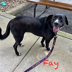 Thumbnail photo of Fay #3