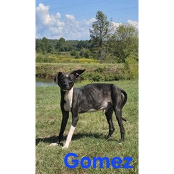 Thumbnail photo of Gomez #1