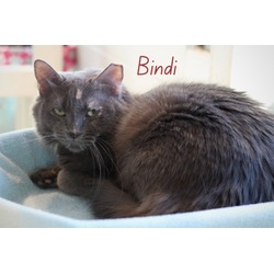 Thumbnail photo of Bindi #2