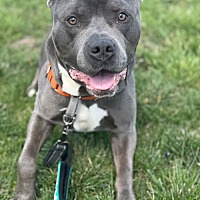 adopt a pet