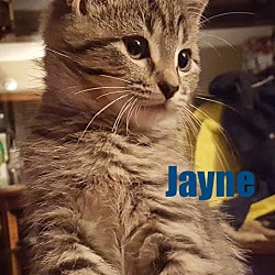 Thumbnail photo of Jayne - Adopted Nov 2015 #1