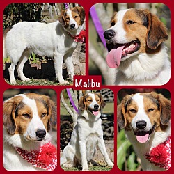 Thumbnail photo of Malibu #4