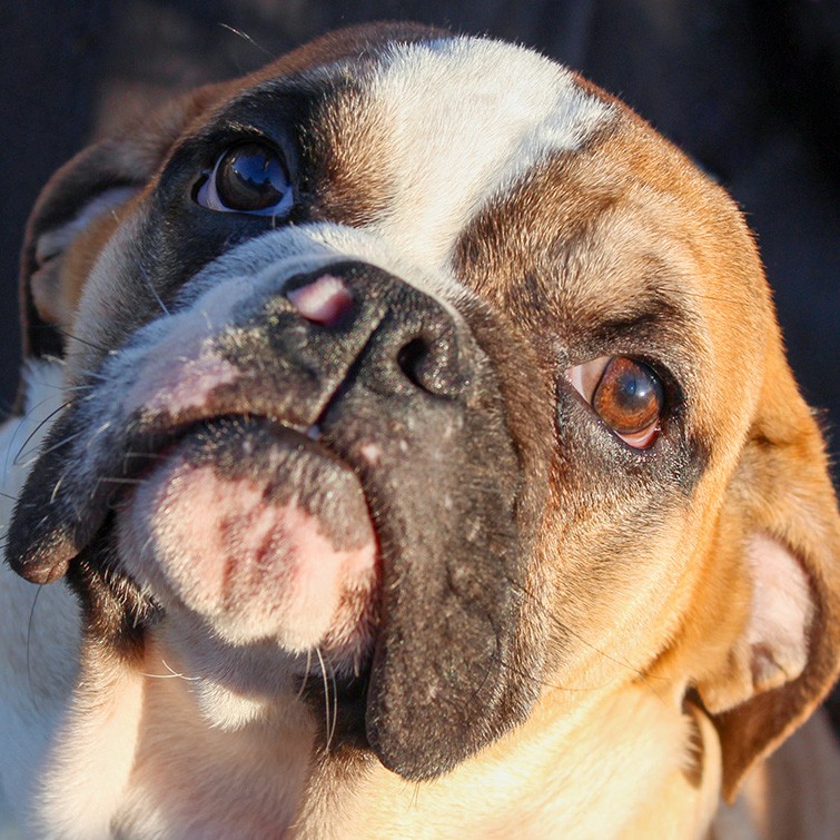 Leicester Nc English Bulldog Meet Fitzhugh A Pet For