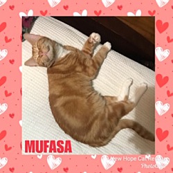 Thumbnail photo of Mufasa #1