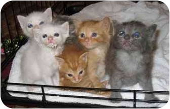 Henrico Va Manx Meet Manx Kittens A Pet For Adoption